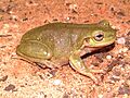 Litoria gilleni