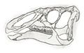 Lophorhothon atopus