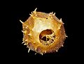 Luffa operculata 06