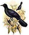 Manucodia chalybata by Bowdler Sharpe