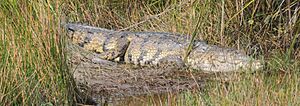 Archivo:Morelets Crocodile
