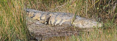 Archivo:Morelets Crocodile