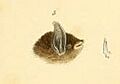 Myotis albescens