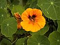Nasturtium-Tropaeolum