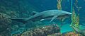 Notorynchus cepedianus monterey