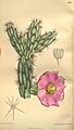Opuntia imbricata 135-8290