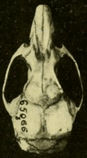 Archivo:Oryzomys couesi aquaticus dorsal