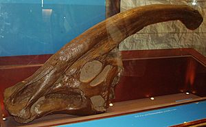 Archivo:Parasaurolophus skull NHM