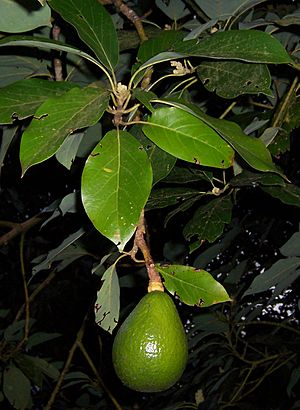 Archivo:Persea americana fruit