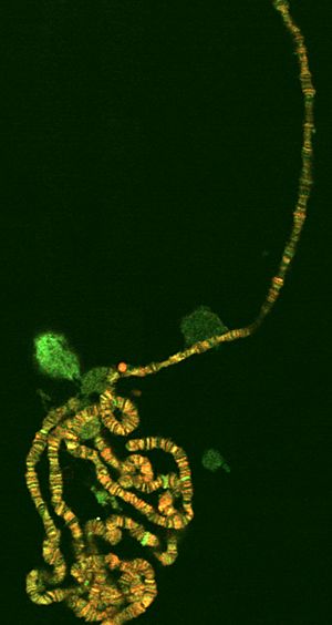 Archivo:Polyten chromosome