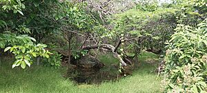 Archivo:Pozo de agua en el cerro Santa Ana (Paraguaná)
