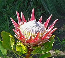 Archivo:Protea cynaroides 5