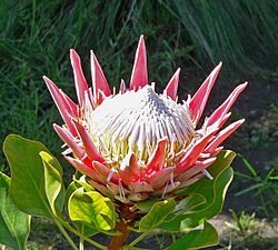Protea cynaroides 5.jpg