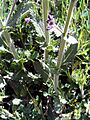 Salvia verbenaca HojasyTallo 2009-4-11 CampoCalatrava