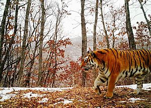 Archivo:Siberian tiger. Frame from a camera trap