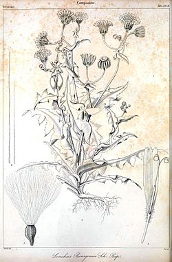 Sonchus bourgeaui-1.jpg