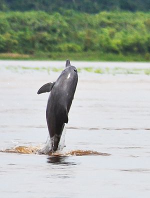 Archivo:Sotalia fluviatilis Amazon river dolphin