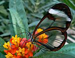 South-American butterfly.jpg
