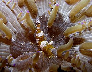 Archivo:Squat shrimp Nick Hobgood