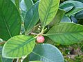 Starr 080601-5190 Ficus microcarpa