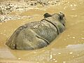 Sumatran Rhino 001