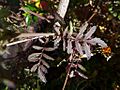T.erect.-leaves-1