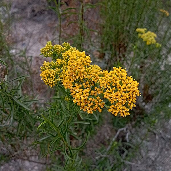 Tatalencho, gumhead (Gymnosperma glutinosum)