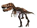 Tyrannosaurus AMNH 5027 (white background)