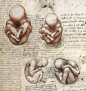 Archivo:Views of a Foetus in the Womb