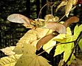 VineMaple 7636c
