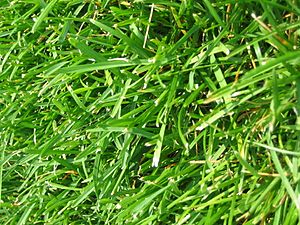 Archivo:WIKI-Grass