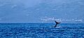Whale with flukes near Pico Island, Azores