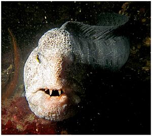 Archivo:Wolf Eel1