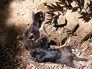 Archivo:Young tasmanian devils