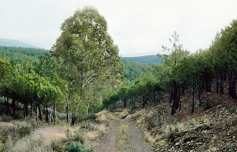 Zarza de Granadilla 1978 03