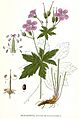 215 Geranium silvaticum
