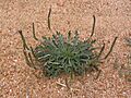 9385 Plantago coronopus