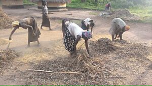 Archivo:A Great Harvest. Women fighting food insecurity 01