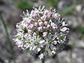 Allium tulipifolium (inflorescence)