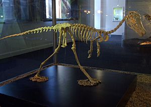 Archivo:Alvarezsaurus