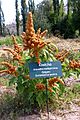 Amaranthus caudatus L. 2