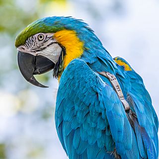 Ara ararauna (50244921442).jpg
