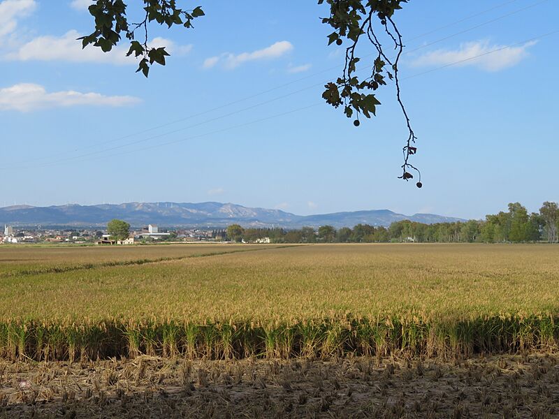 Arrozal, ricicultura (L'Aldea, España)