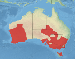 Distribución del tarro australiano