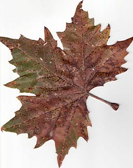 Archivo:Autumn American Sycamore Leaf