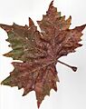 Autumn American Sycamore Leaf