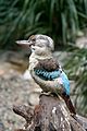 BlueWingedKookaburra