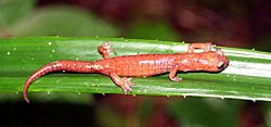 Bolitoglossa celaque01.jpg