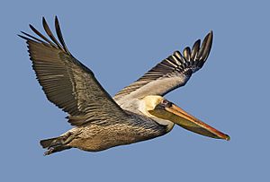 Archivo:Brown pelican - natures pics