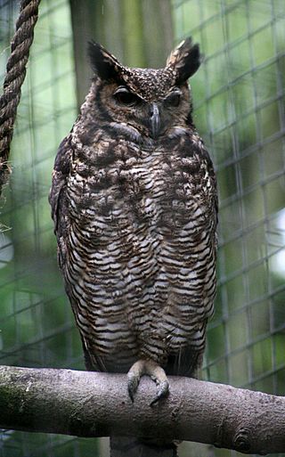 Bubo virginianus nacurutu - Otter, Owl, and Wildlife Park.jpg